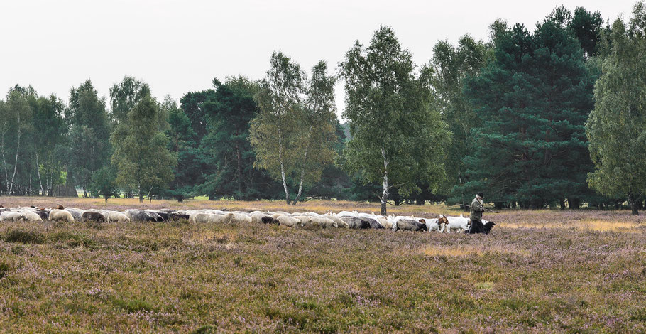 Der alte Schäfer mit seiner Heidschnuckenherde in der Nemitzer Heide...