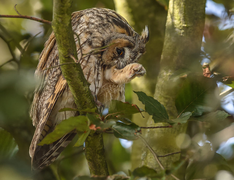 Waldohreule ( Asio otus ) bei der Gefiederpflege