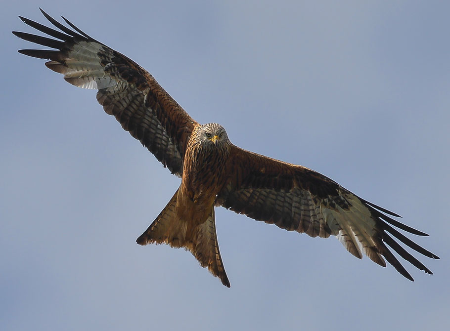 Rotmilan ( Milvus milvus )- Red Kite