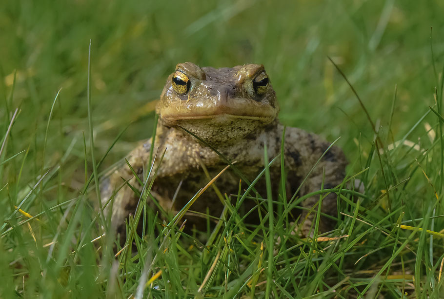 Der Blick einer Kröte ...