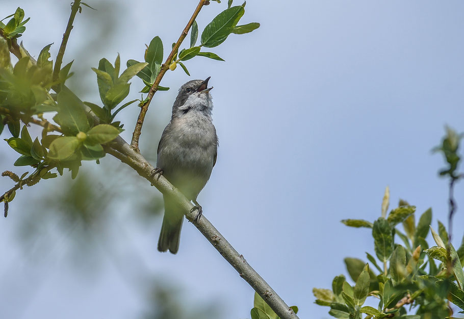 Klappergrasmücke ( Sylvia curruca ) - Lesser Whitethroat