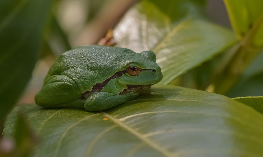 Laubfrosch