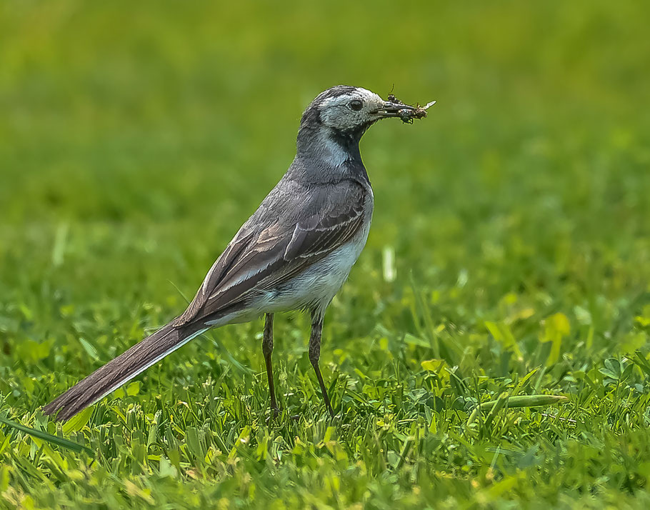 Bachstelze mit erbeuteten fliegenden Ameisen