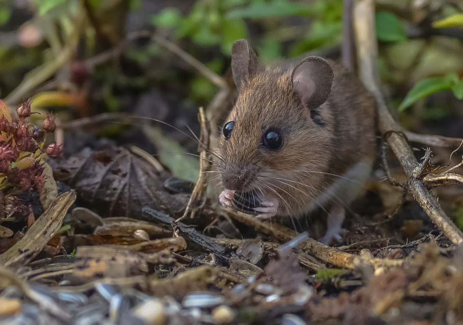 Brandmaus