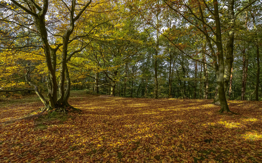 Herbstliche Lichtstimmung unter den alten Buchen am Kniepenberg