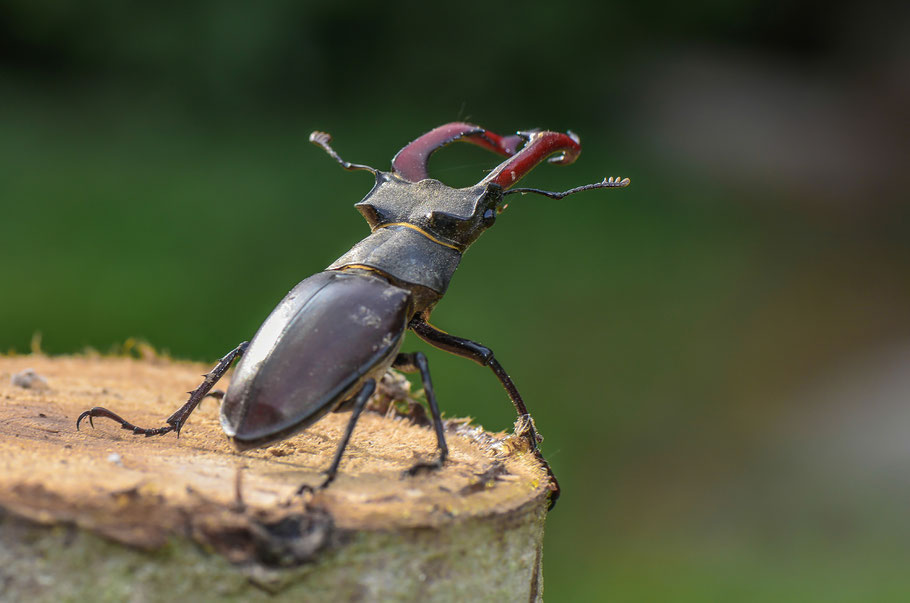 Männlicher Hirschkäfer