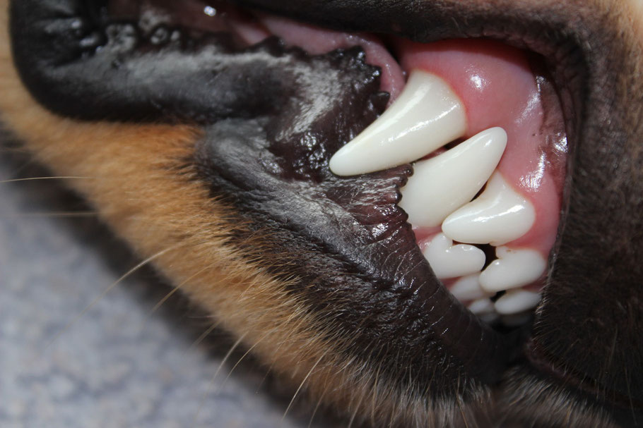 Bellis' Zähne