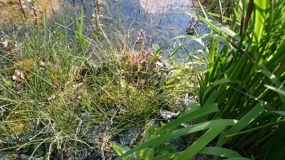 Spurenlemente für reiche Unterwasserwelt im Schwimmteich