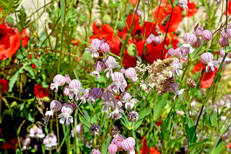 Wiesenaufnahme mit Farbspiel als Frequenzdarstellung