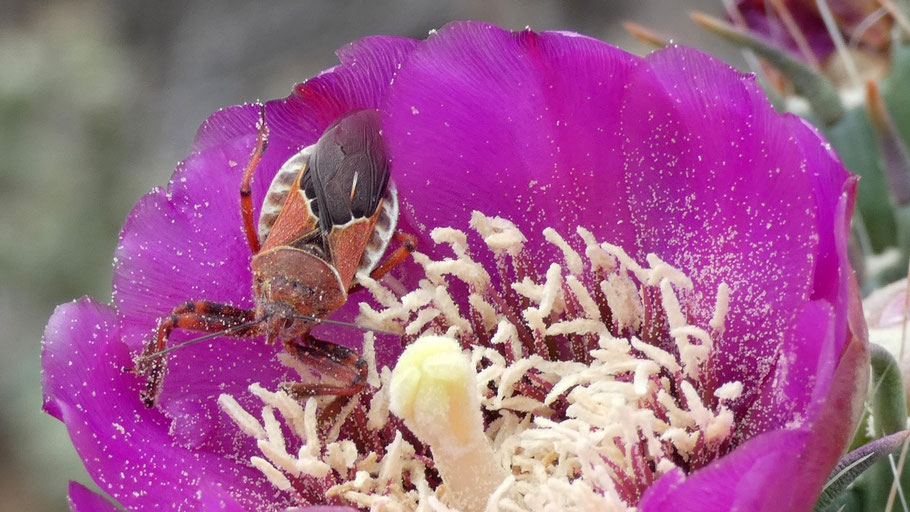 Bee assasin, apiomerus, cholla, Sandia Mountains, New Mexico
