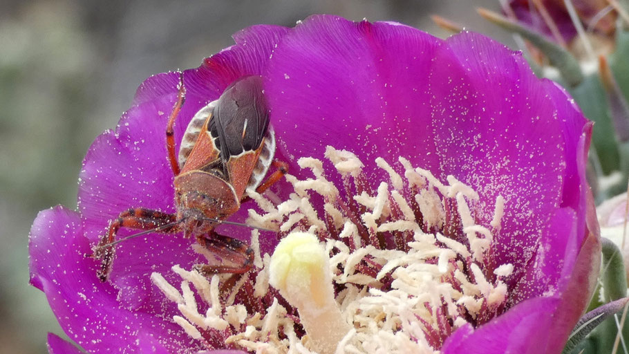 Bee assasin, apiomerus, cholla, Sandia Mountains, New Mexico