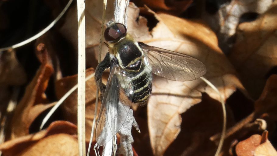 Bee Fly, Villa, New Mexico