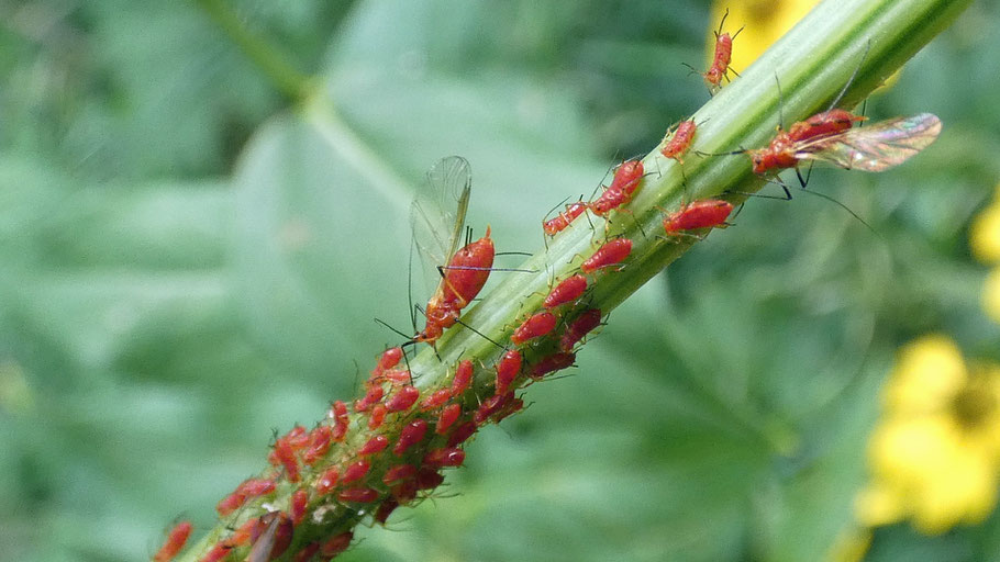 Uroleucon, aphid, Cibola National Forest, New Mexico