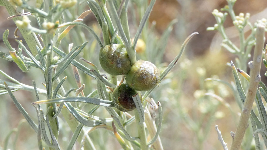Rabbitbrush Gall, Aciurina trixa, New Mexico