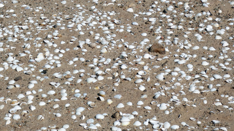 Clam shells, Rio Grande, Albuquerque, New Mexico