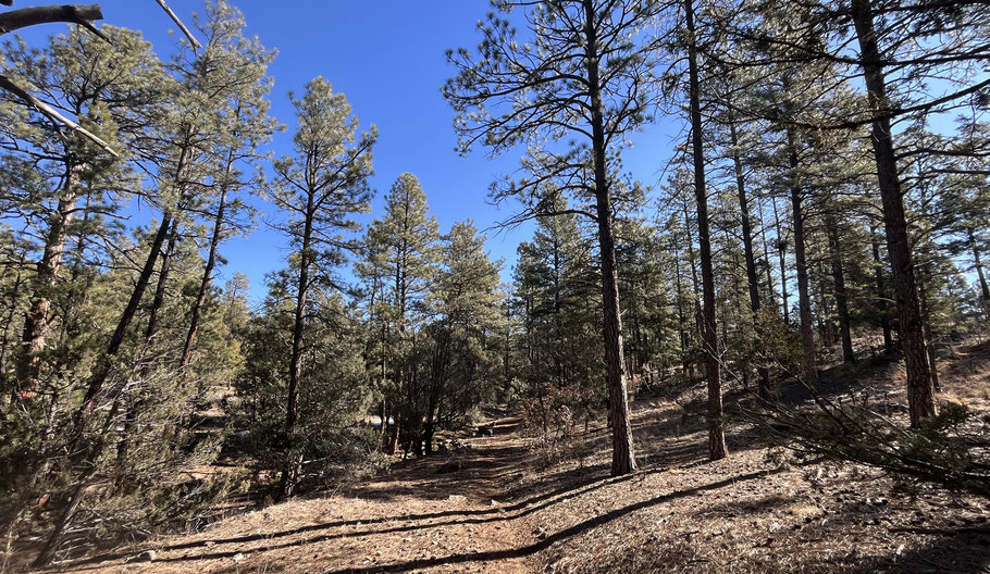 Pine Flat, Manzanita Mountains, Cibola National Forest, New Mexico