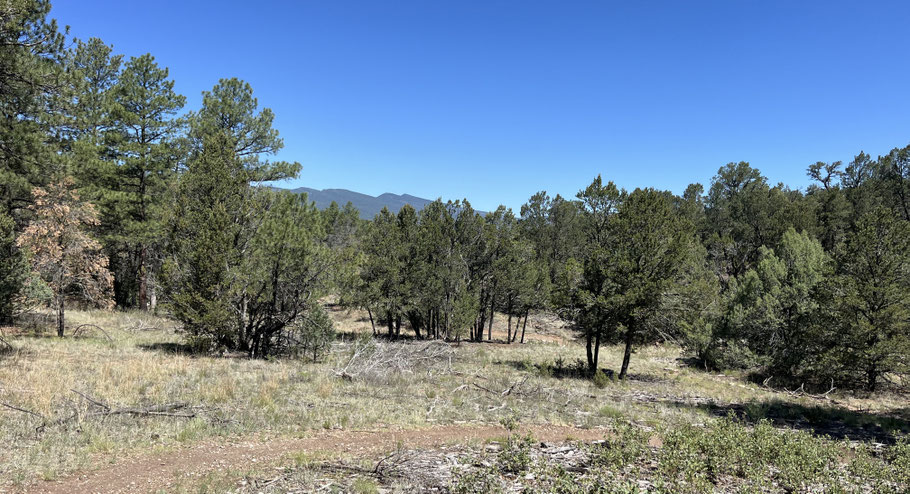 Tablazon Canyon, Manzanita Mountains, Cibola National Forest