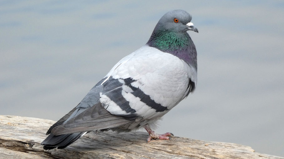 Rock pigeon, New Mexico