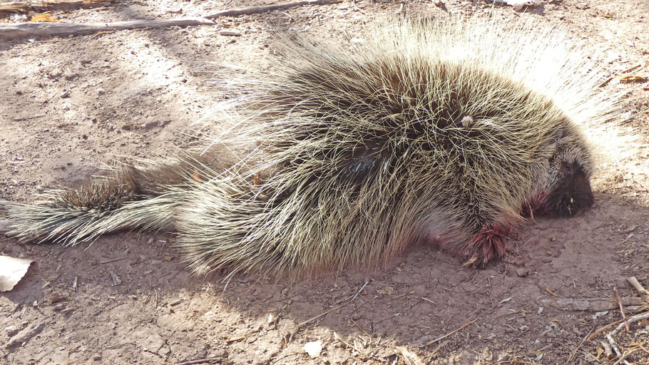 Porcupine, Rio Grande Bosque, Albuquerque, New Mexico