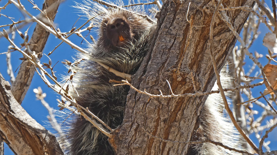 North American Porcupine, Erethizon dorsatum, Rio Grande Bosque, Albuquerque, New Mexico