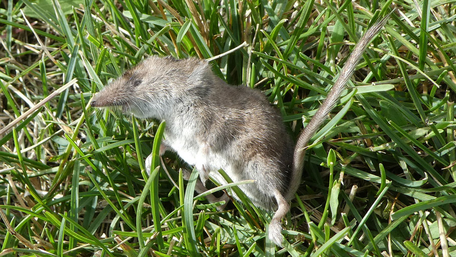 Montane Shrew, Dusky Shrew, Sorex monticolus, New Mexico