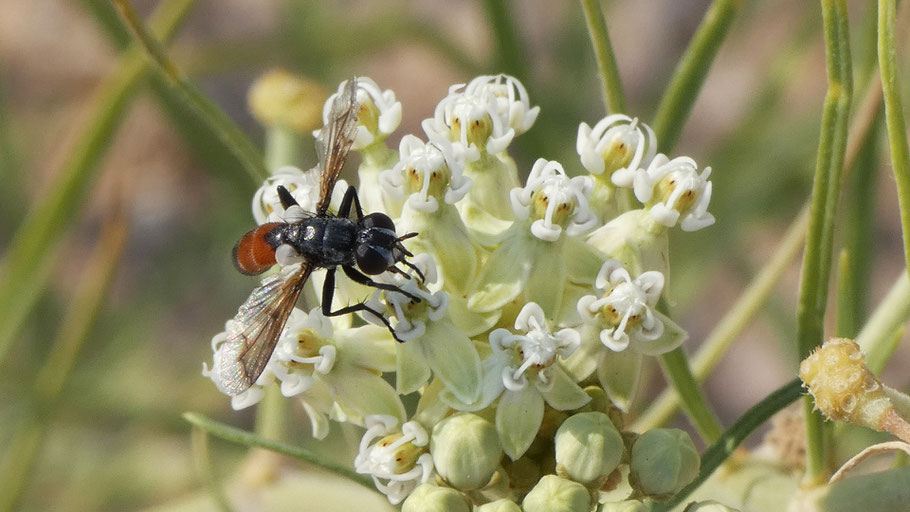 Paragus haemorrhous, hoverfly, New Mexico