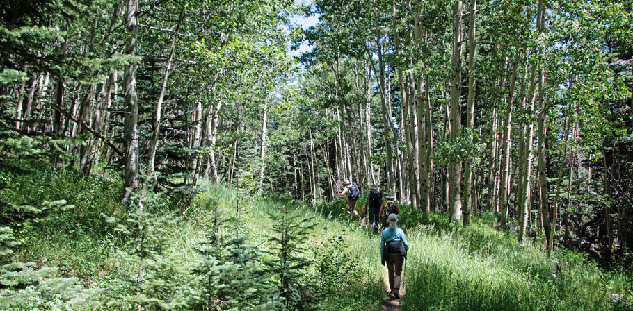 Hiking trail, Sandia Mountains, Cibola National Forest, New Mexico