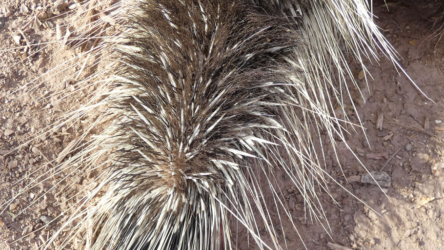 Porcupine tail, Rio Grande Bosque, Albuquerque, New Mexico