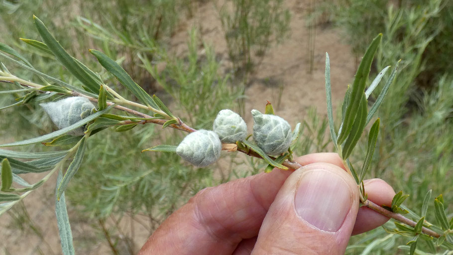 Willow Pinecone Gall Midge, Rabdophaga strobiloides, New Mexico