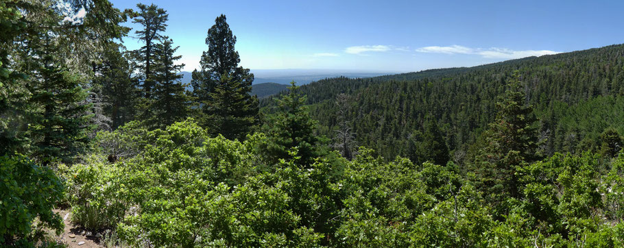 Osha Loop Trail, 10K Trail, Sandia Mountains, Cibola National Forest, New Mexico