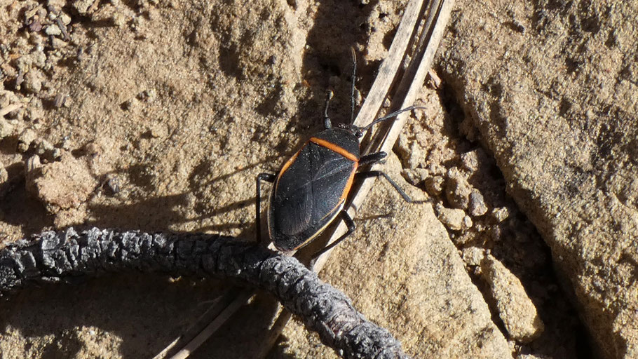 Bordered plant bug, Largus, New Mexico