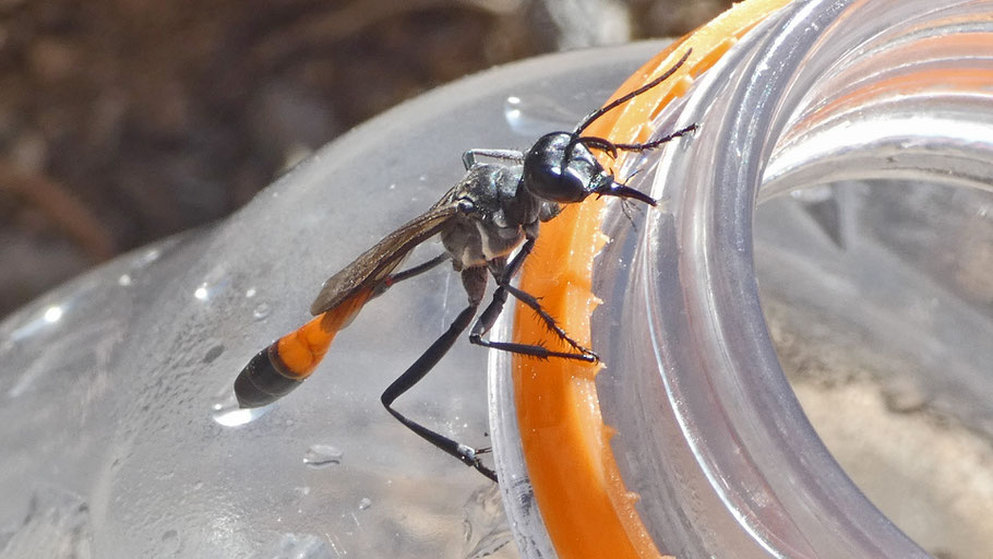 Ammophila, Cibola National Forest, New Mexico