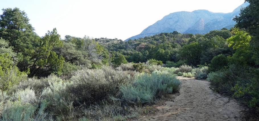 The Sandy Arroyo Trail, which looks like a sandy arroyo rather than a trail.