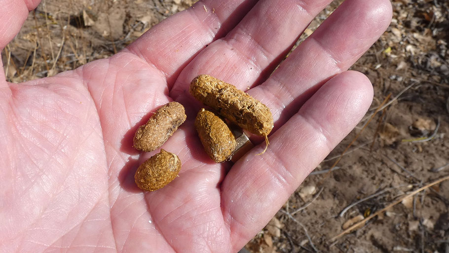 Porcupine droppings in the Corrales Bosque, January 2021