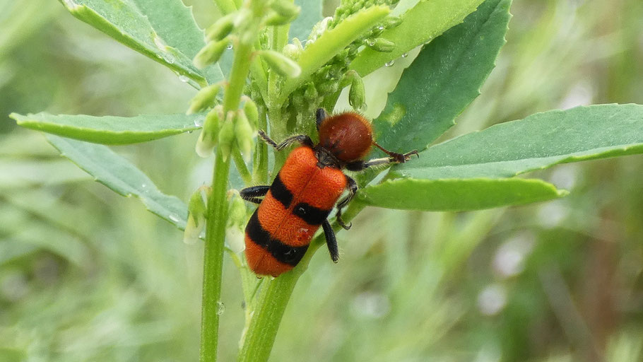 Checkered Beetle, Trichodes bibalteatus, New Mexico