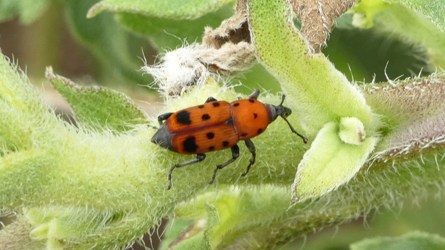 Ironweed Curculio, Rhodobaenus tredecimpunctatus, New Mexico