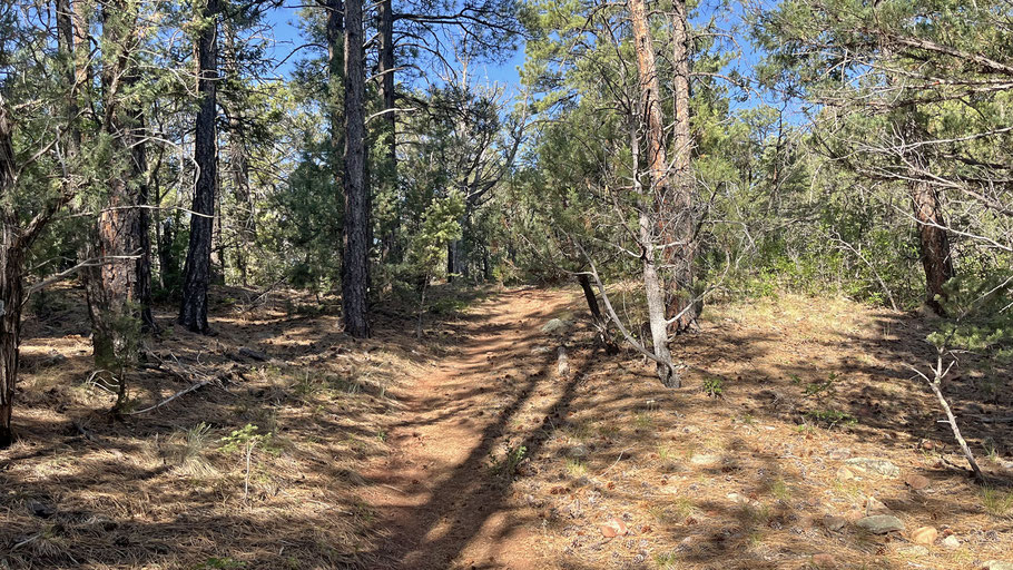 Old Fence Trail, Cienega Canyon, Sandia Mountains