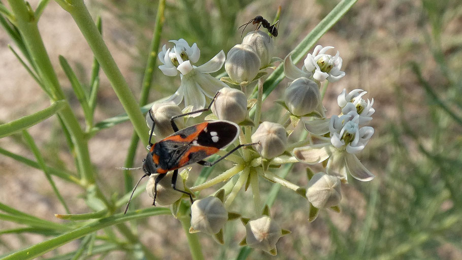 Small Milkweed Bug, Lygaeus kalmii, Nw Mexico