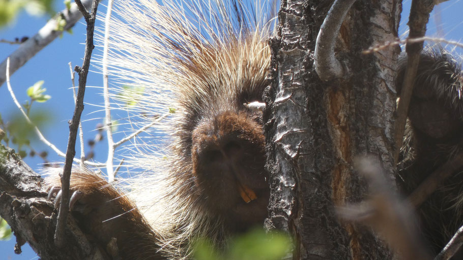 North American Porcupine, Erethizon dorsatum, Rio Grande Bosque, Albuquerque, New Mexico