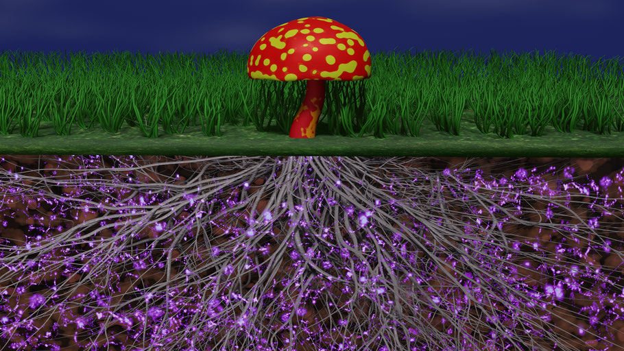Pilze und Pflanzen gehen im Boden auf Tuchfühlung und bauen eine symbiotische Beziehung zueinander auf. Bild: Adobe Stock.