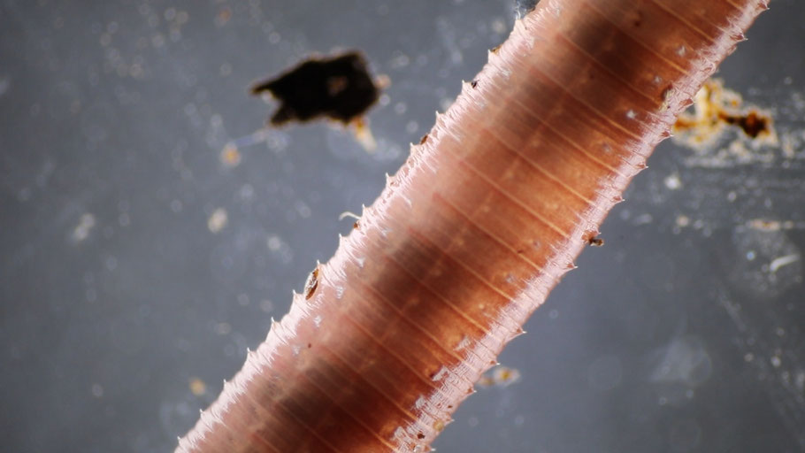 Im Darm eines Regenwurms leben Bakterien, die ihnen beim Ausscheiden von Abfallstoffen helfen. Bild: Atlant Bieri. 