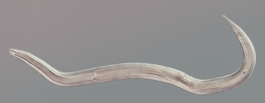 Fadenwürmer und Bakterien tun sich zusammen, um Jagd auf Käferlarven zu machen. Bild: Adobe Stock. 
