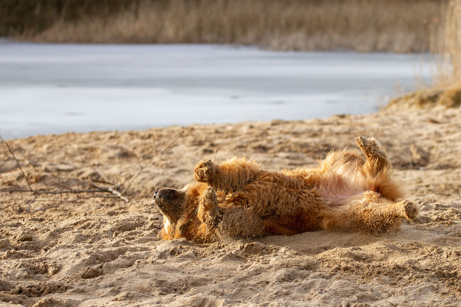 Roter Hund wälzt sich im Sand, im Hintergrund ist Wasser zu sehen.
