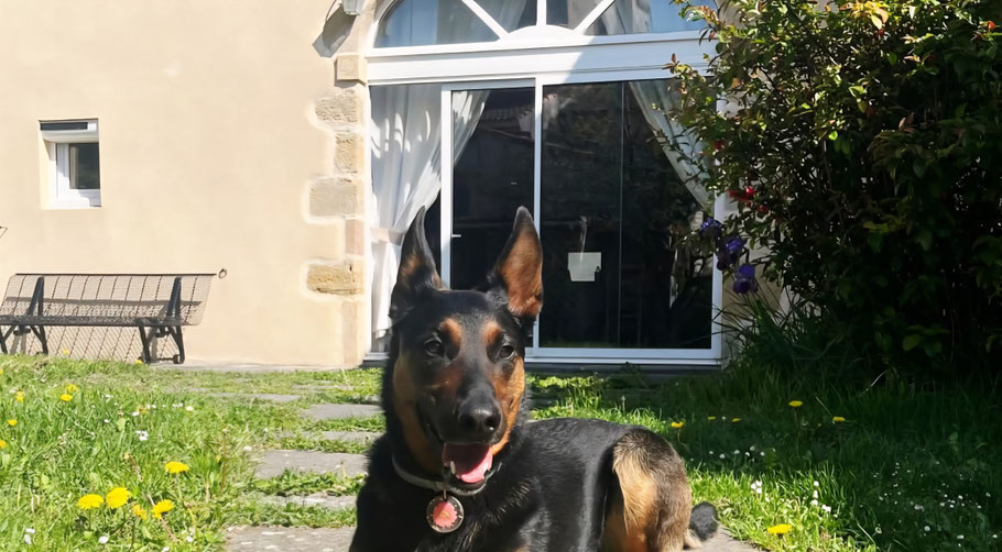 Berger allemand dans le jardin sécurisé du Clos des Laves 