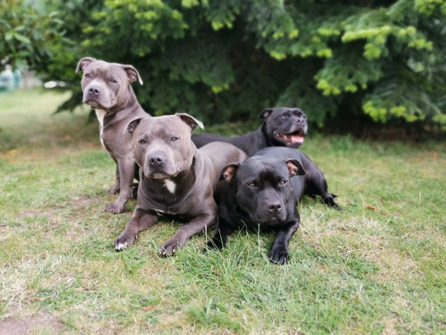 Great Treasure Blueandblack Great Treasure Blueandblack