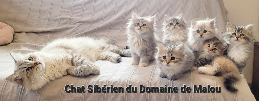 chatons siberien
