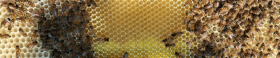 Buckfastbienen der Imker Weser Ems, Waben und Bienen