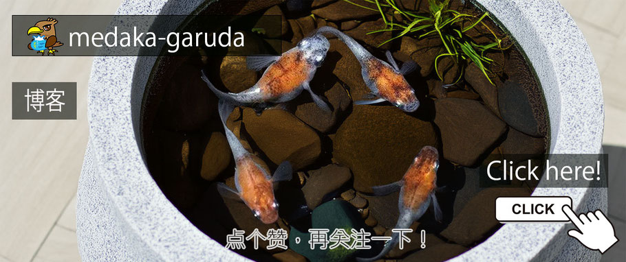前往博客