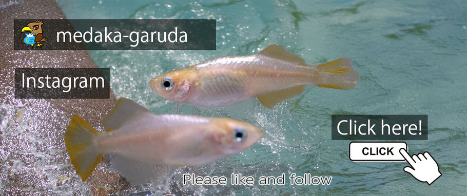 Go to Instagram