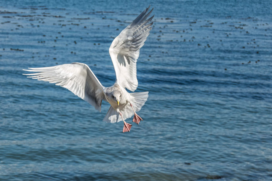 Kanada, Vancouver, Vogel, der Beste Fotograf, Martin Matok, Rüsselsheim am Main, Hessen, Fotografie, Kunst, Ozean, Meer, Wunderschön, Reise, Traum, Fliegen